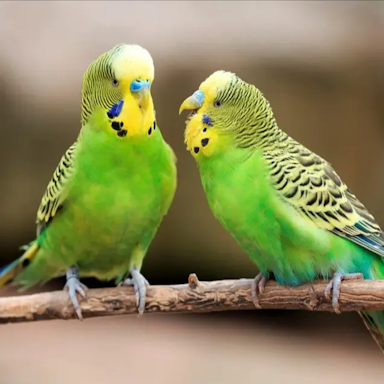 Birds before