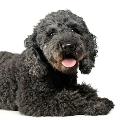 Black dog before