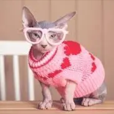 Cat before