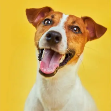Jack Russel before