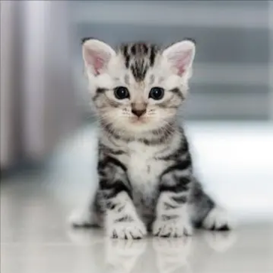 Kitten before