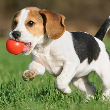 Puppy before